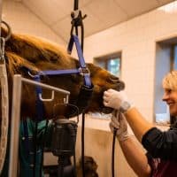 Amanda Lozeman De beste mondzorg voor jouw paard. Dag van het Oudere Paard 2022
